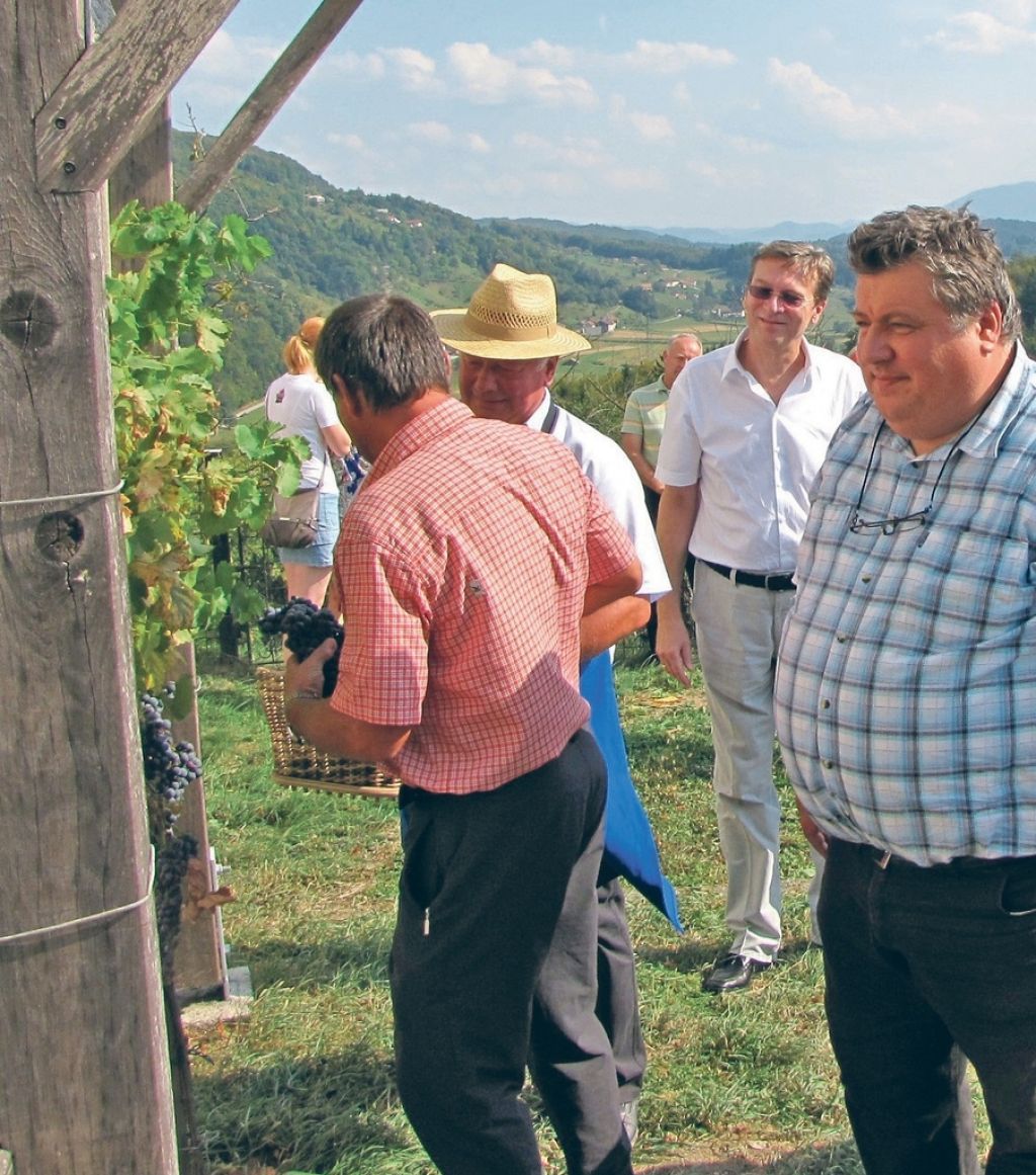 Stara trta, žametna črnina, iz  Guinnessove knjige rekordov